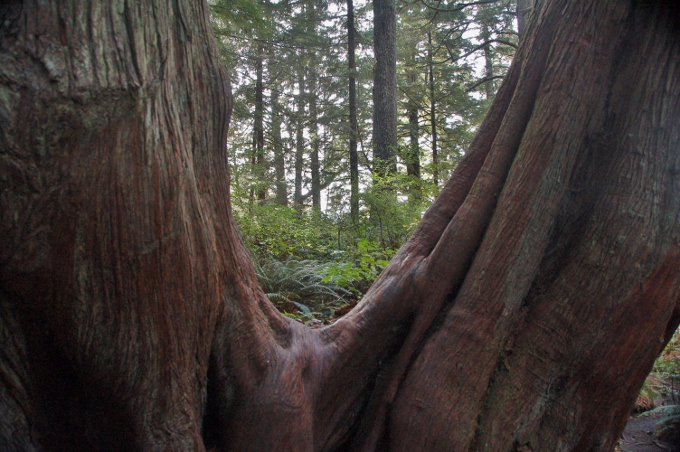 Tree trunk on the Cape Flattery Trail, Olympic Peninsula 